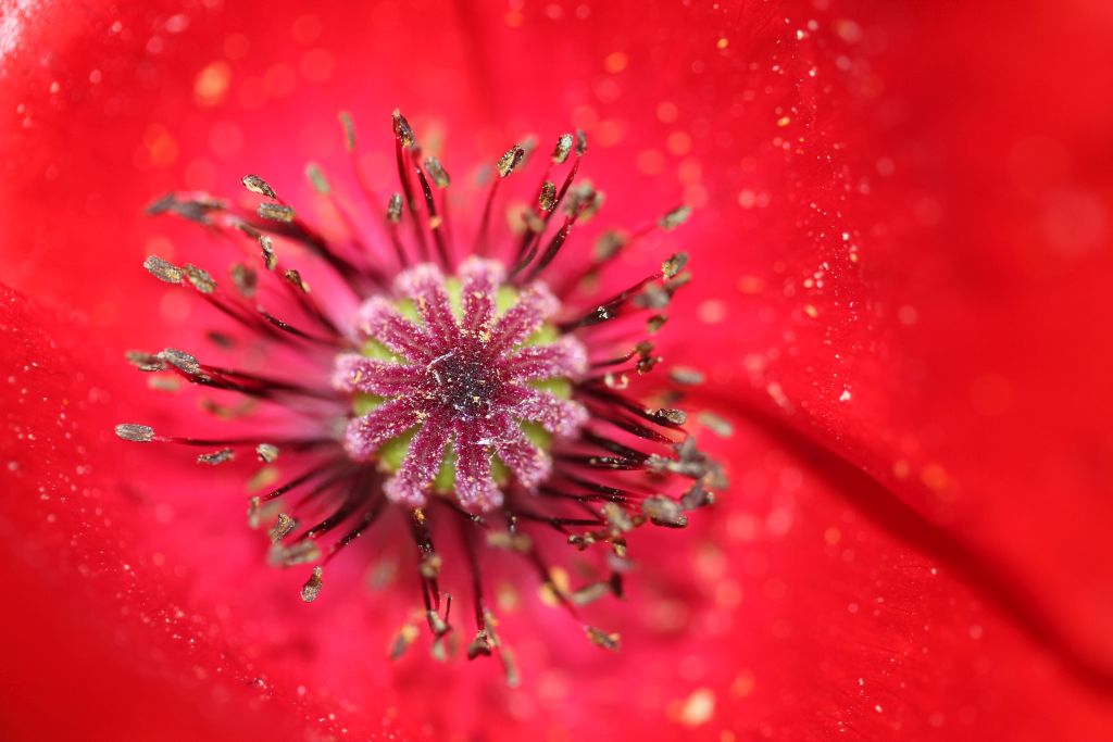 Blume