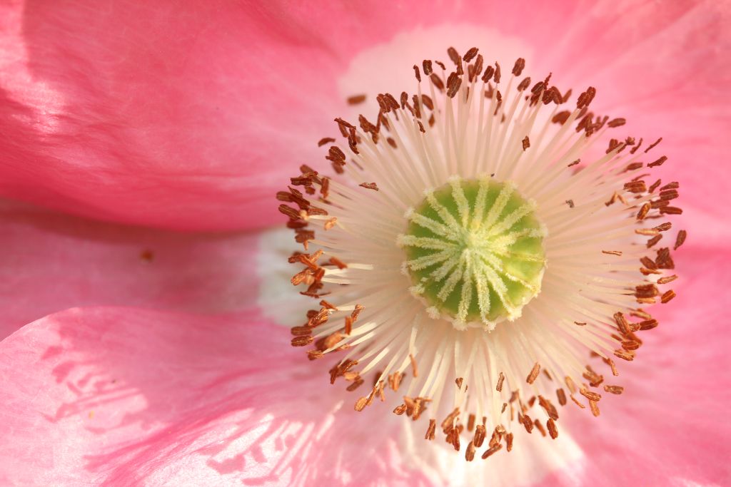 Blume