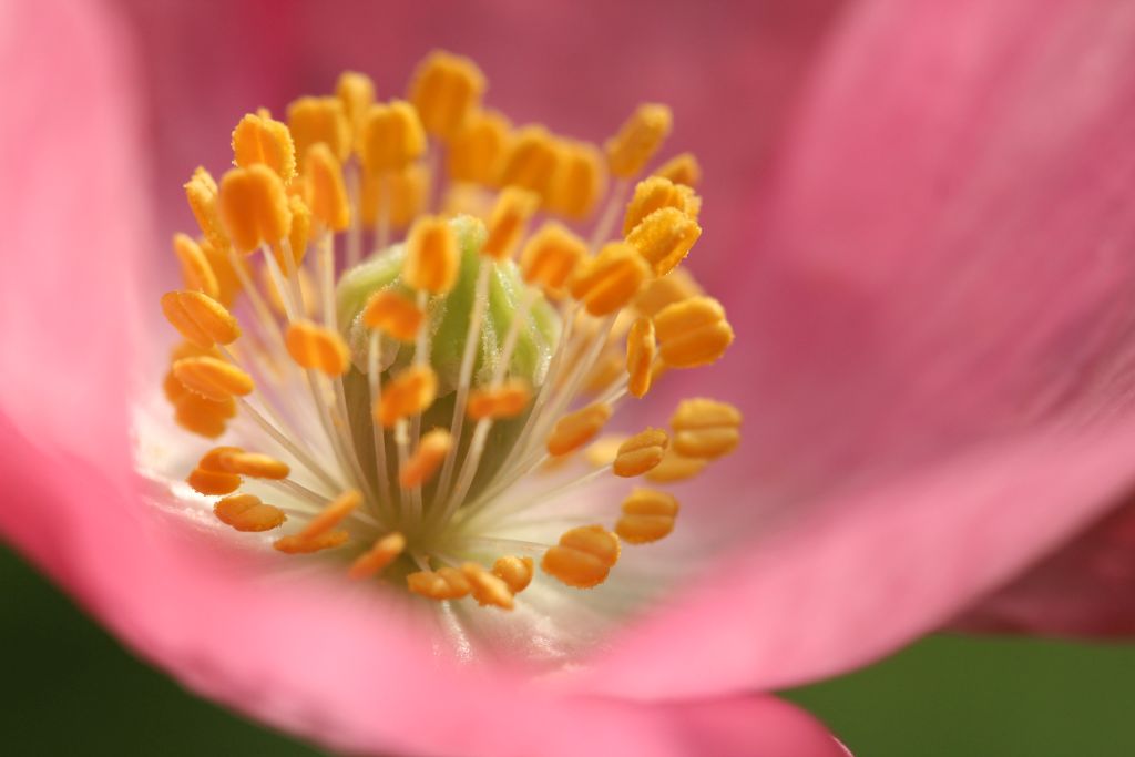 Blume