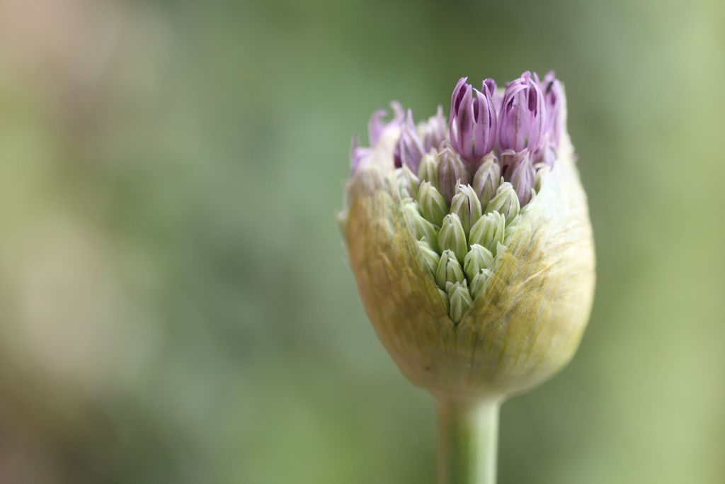 Blume