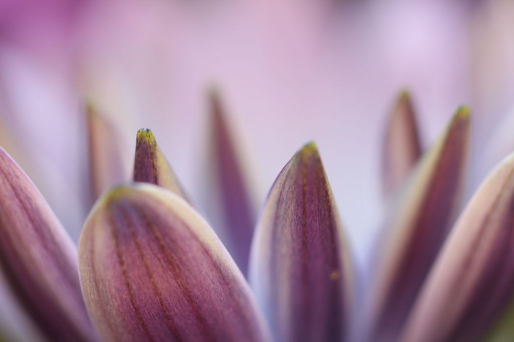 Blume
