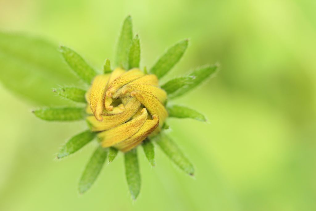 Blume