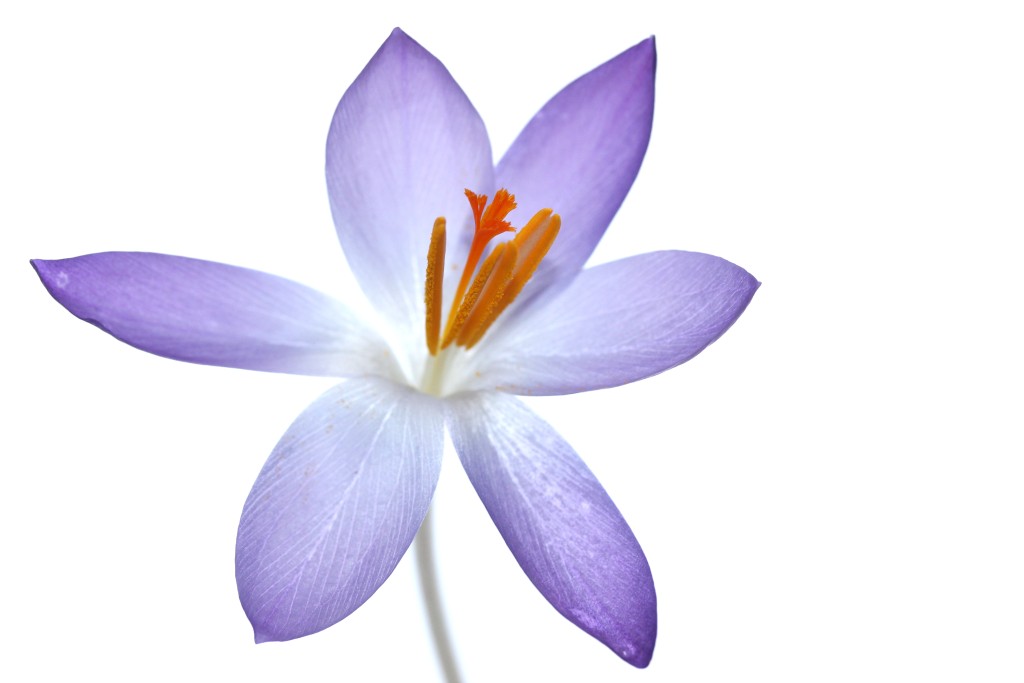 Blume