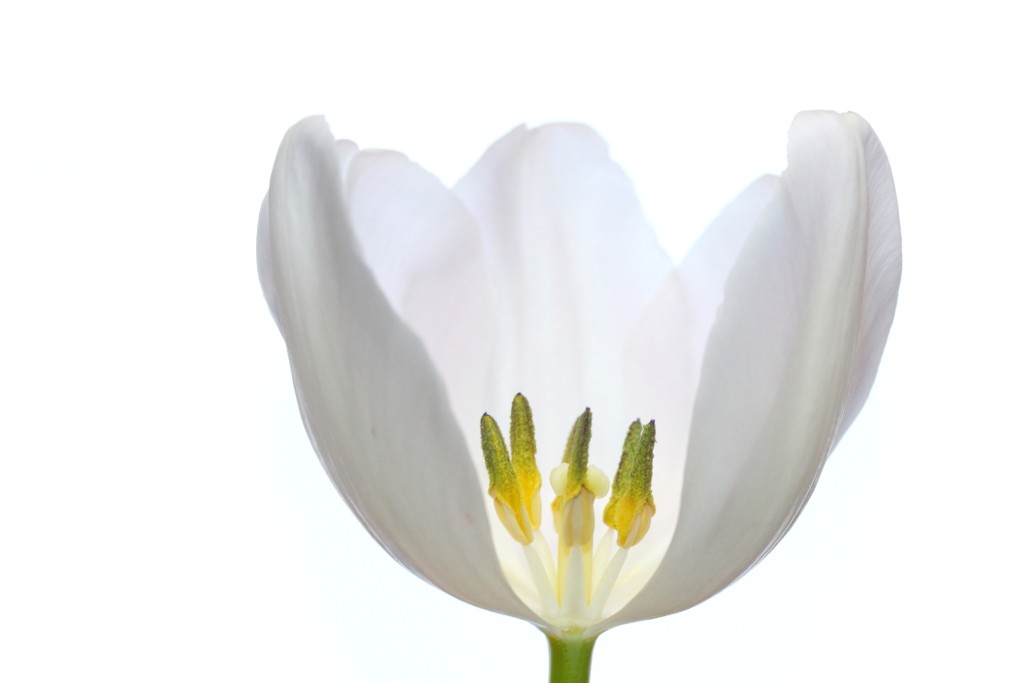 Blume