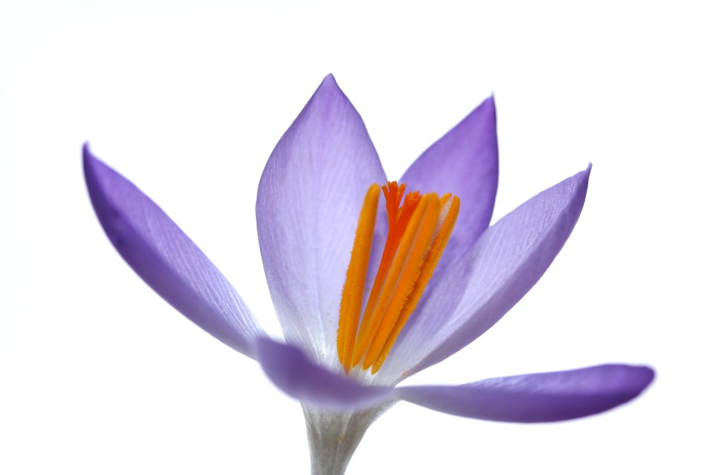 Blume